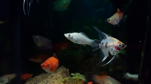 25% Off Our Fish of the Week