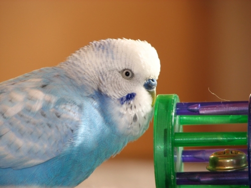 25% Off Bird Toys