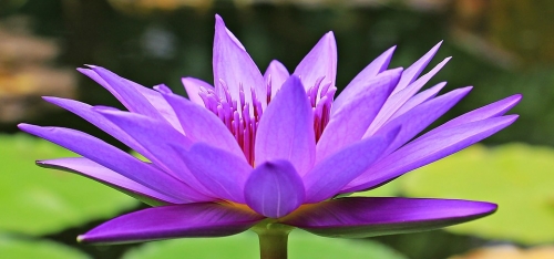 25% Off Pond Plants