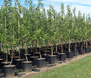 $10 Off Fruit Trees