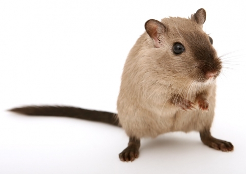 15% Off Gerbils