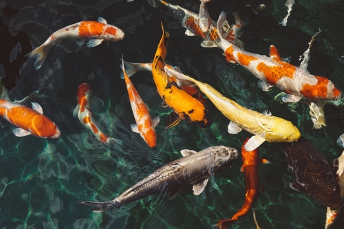 20% Off All In Stock Koi