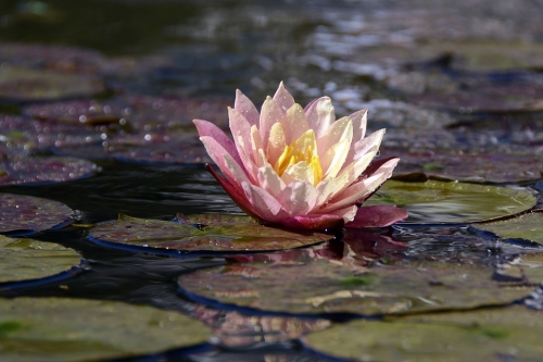 50% Off Pond Plants