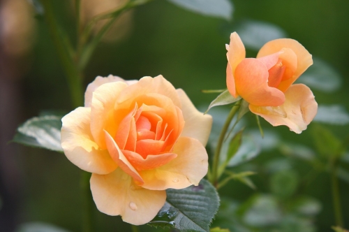 $10 Off Roses
