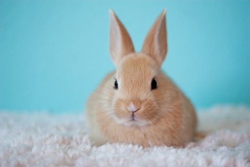 $10 Off Pet Rabbits