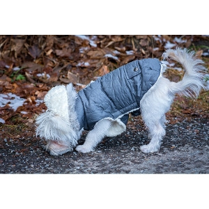 $5 Off Dog Coats