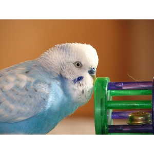 25% Off Any One Bird Toy