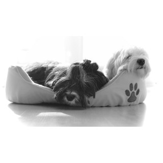 50% Off Pet Beds