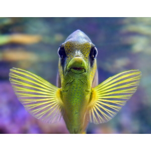 Any Aquarium Fish - BOGO 1/2 Off