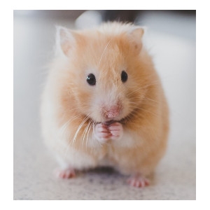15% Off Syrian Hamster