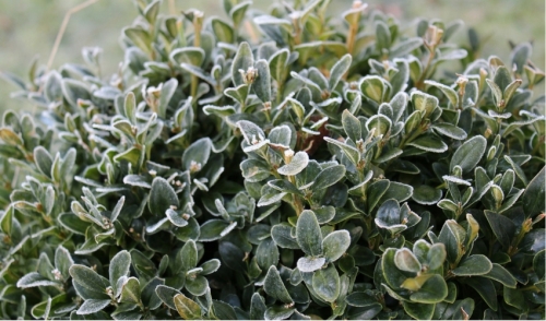 From Our Experts at Lakeland Yard & Garden: Your January 2017 To Do List