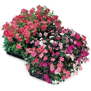 Full Flat of Annuals (8 6Pks) for $20