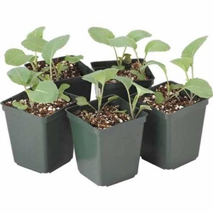 Organic Vegetable 4