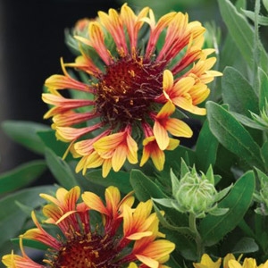 2 Quart Perennials Special