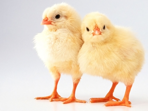 Chick Days 2019
