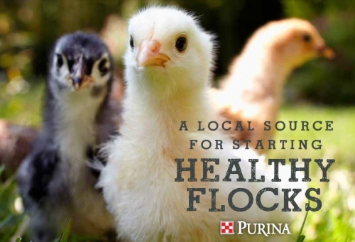 Chick Days 2018