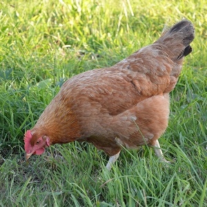 Chicken Owner's Workshop