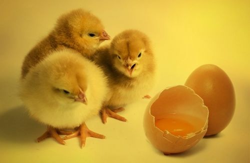2018 Spring Chick Order Form
