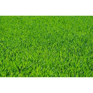 Pelletized Lime 50lb $4.29