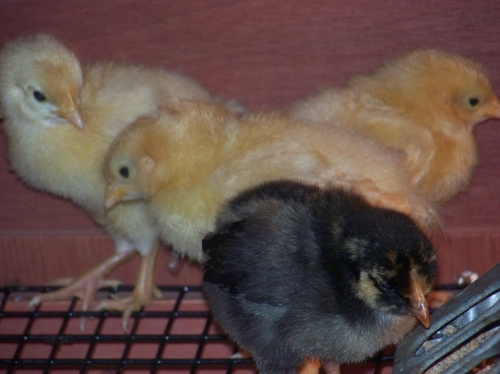 Chick Days