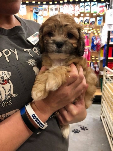 We have puppies!