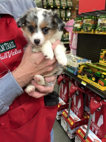 October Puppies!