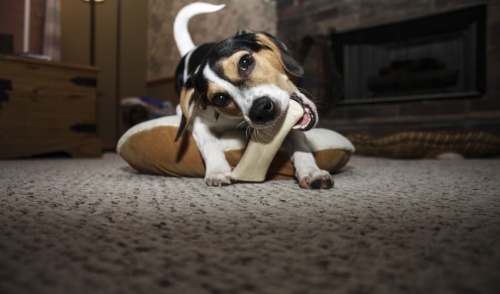 How To Cut Down on Treats without Depriving your Dog