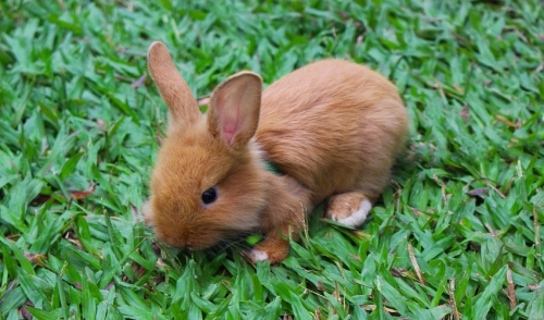 Separating the Bunny from the Rabbit