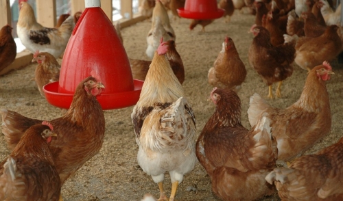 Causes and Prevention of Coccidiosis in your Flock
