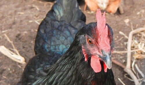 Hot Weather Tips for your Fine, Feathered Friends