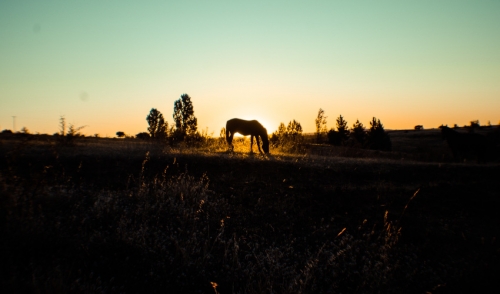 Help Us Give Rescue Horses a Second Chance
