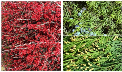 Fresh Cut Holiday Boughs & Bundles!
