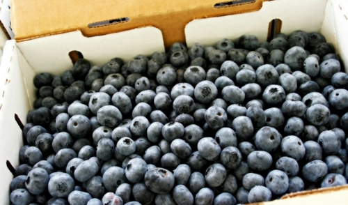 Freezing Blueberries