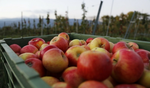 How do you like them apples?