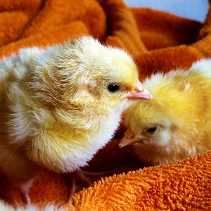 Chicks Are Here!