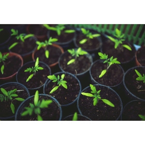 Organic Potting Mix 1 Cu. Ft. $6.99