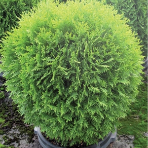 25% Off Trees & Shrubs