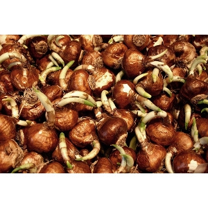 10% Off Fall Bulbs