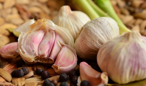 How to Grow Garlic