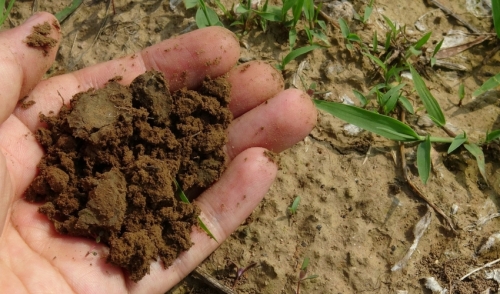 No-Till Gardening