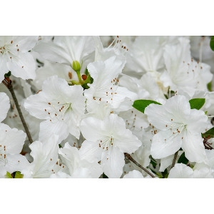 50% Off Azaleas & Rhododendrons