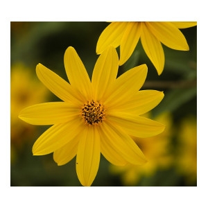 50% Off Perennials