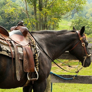 JLG Saddlery Now 40% Off Regular Price