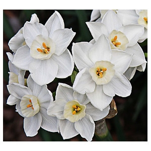 Paperwhites- 5 for $4.00