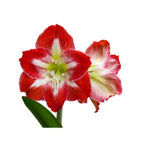 $3 Off Amaryllis
