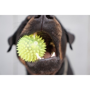 Dog Toys- Buy 1, Get 2nd 50% Off