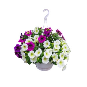 $2 Off Hanging Baskets