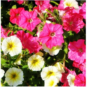 Wave Petunias $1.49