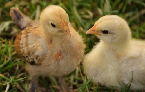 Chicks 4 Weeks or Older Now $4.00 each