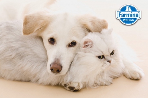 All You Need to Know About Farmina Pet Food!